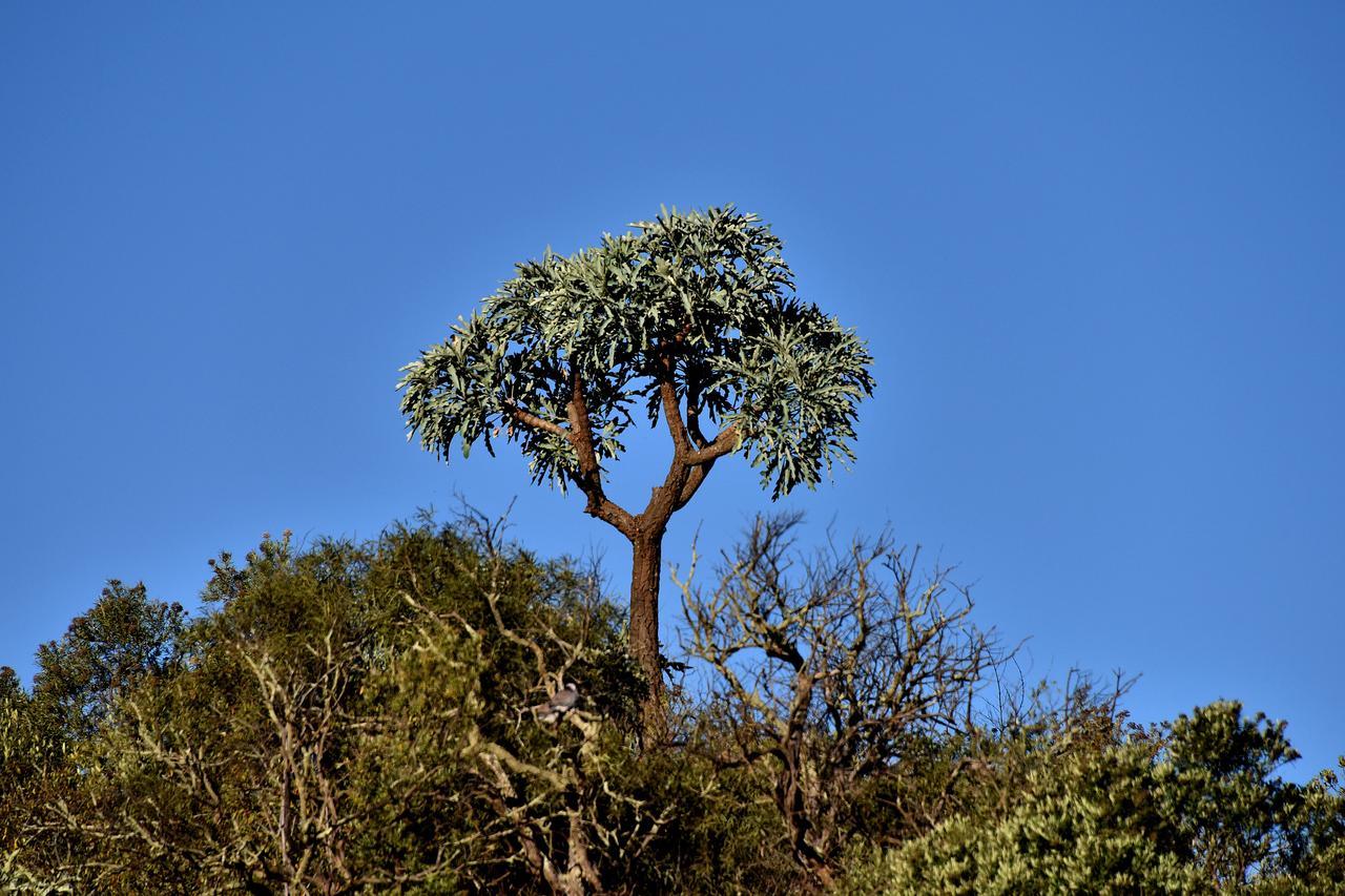 Tredenham Boutique Hotel Bloemfontein Exteriör bild The tree