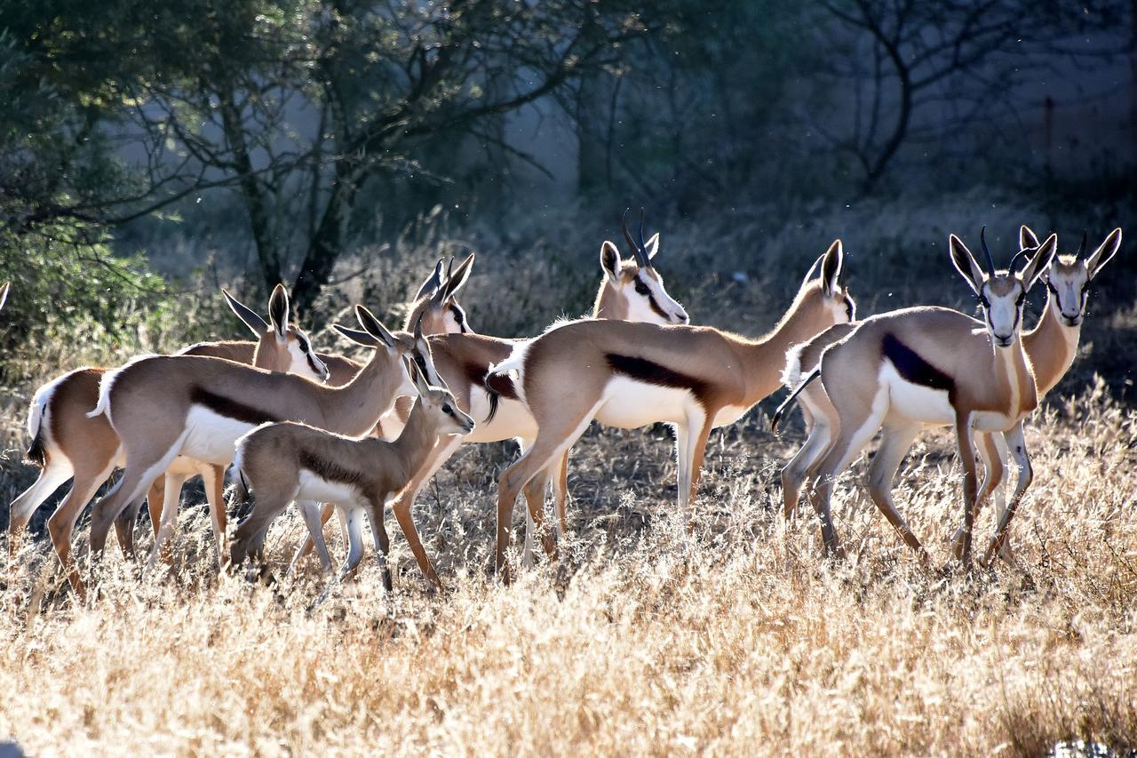 Tredenham Boutique Hotel Bloemfontein Exteriör bild Springbok