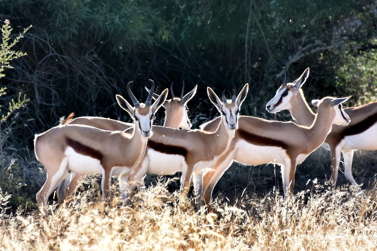 Tredenham Boutique Hotel Bloemfontein Exteriör bild Springbok