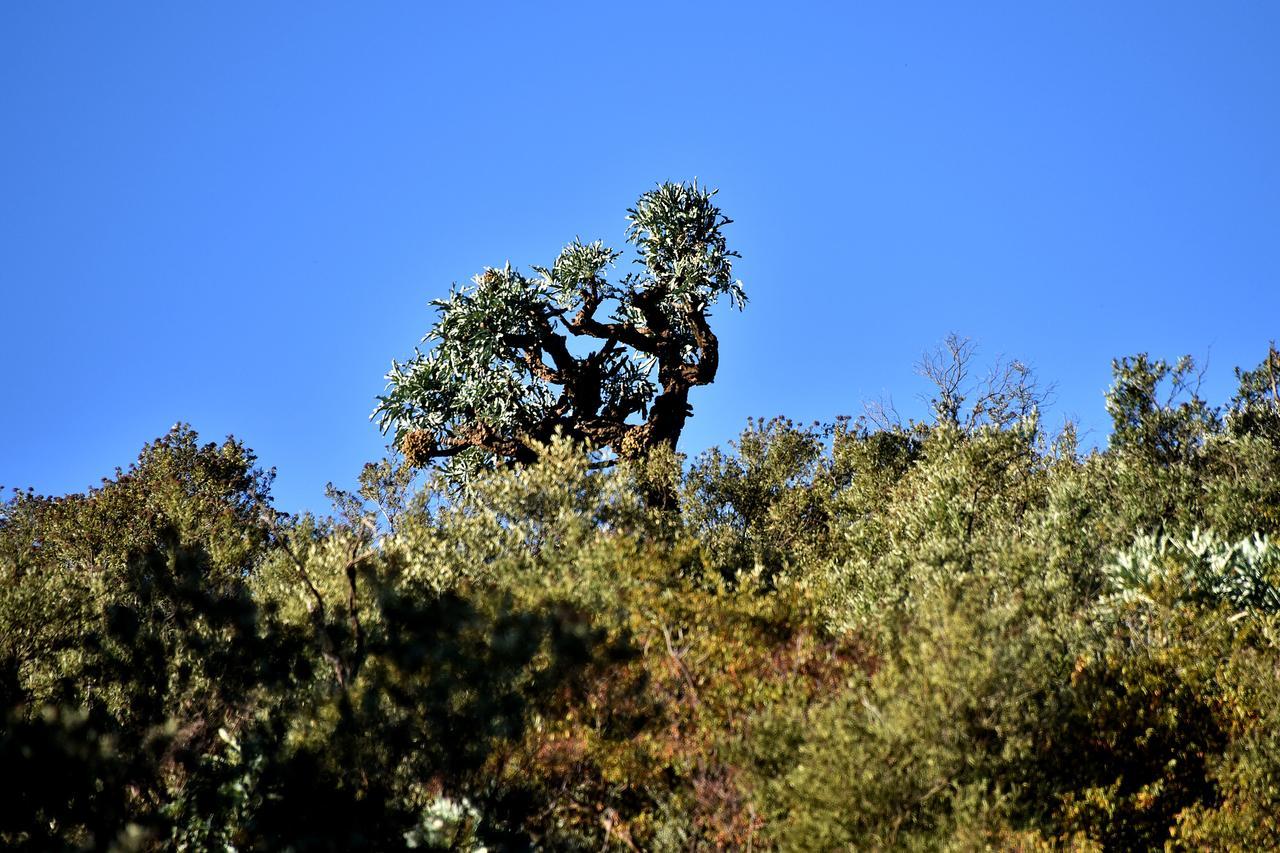 Tredenham Boutique Hotel Bloemfontein Exteriör bild A juniper tree in the park